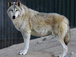 Loup de l&#039;Alaska